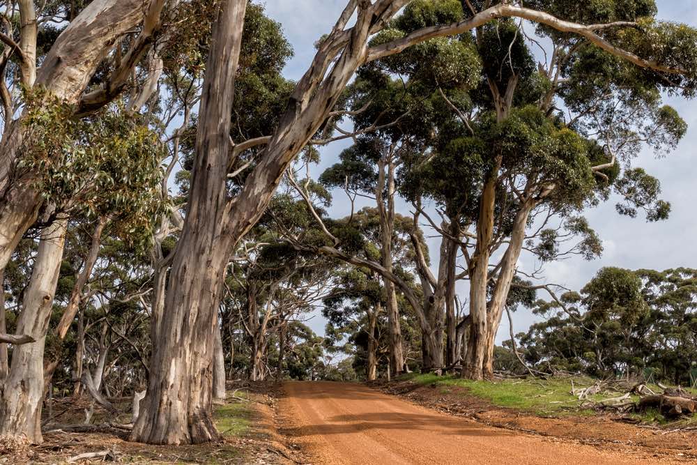 árbol de eucalipto Australia