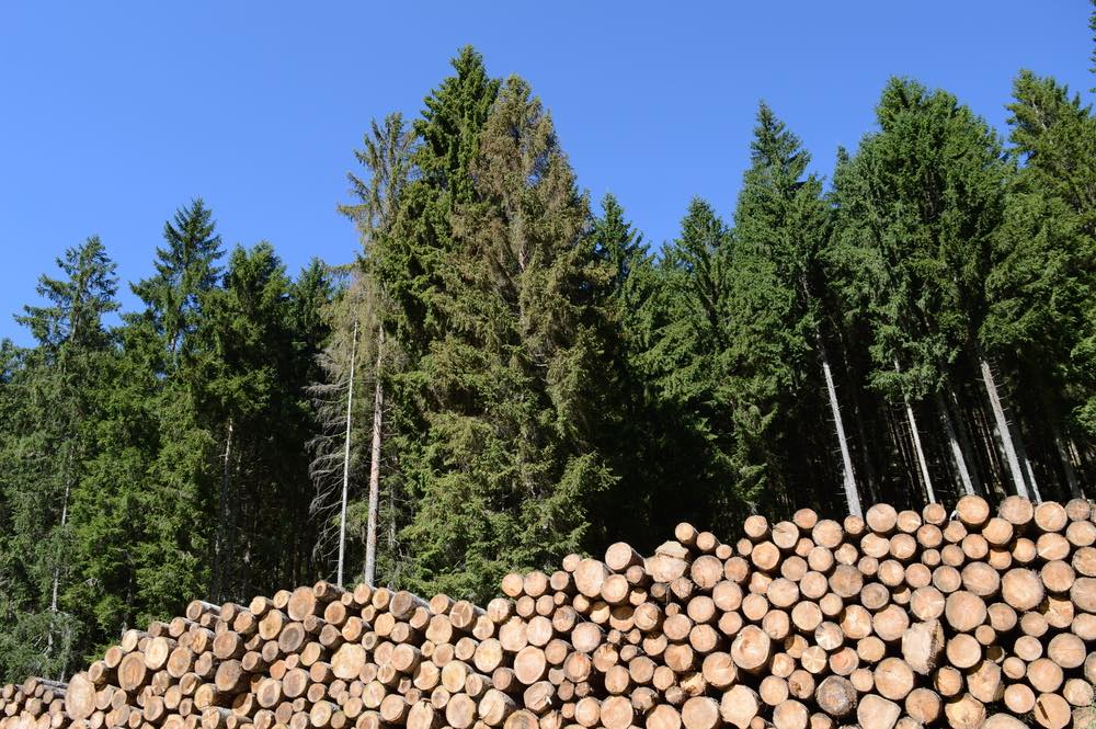 Gestión forestal sostenible: ordenación y mejora de las prácticas forestales