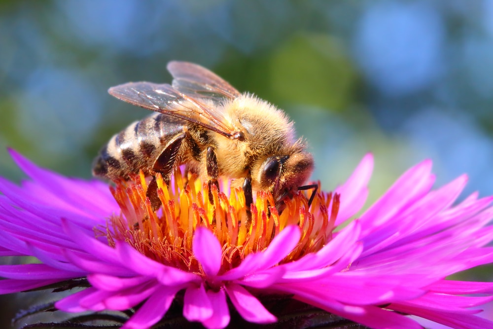 Plantas que puedes cultivar para ayudar a las abejas