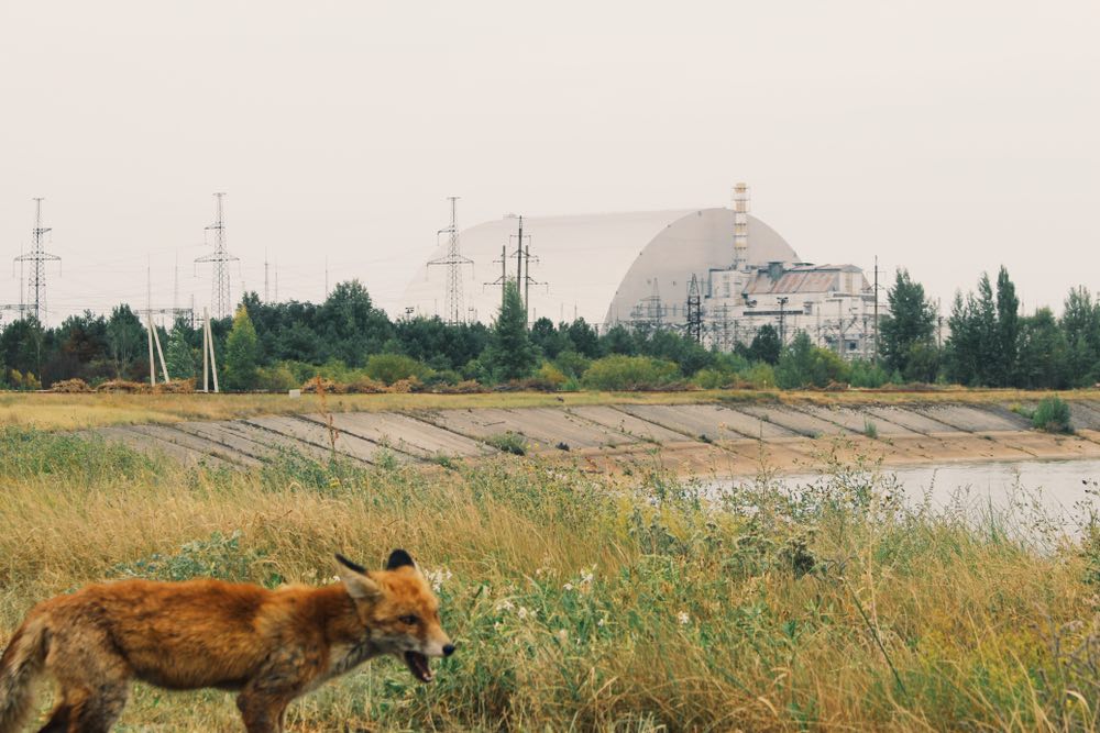 Zorro cerca de la Planta Nuclear Chernobyl