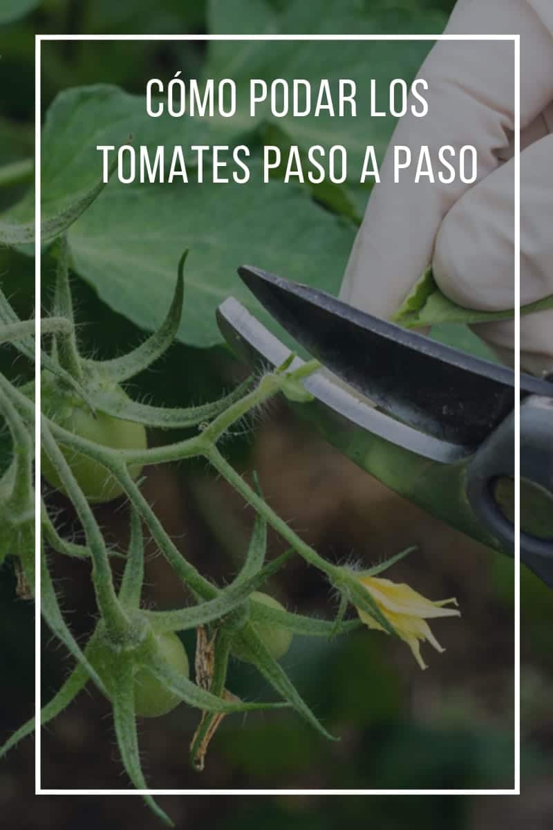 Cómo podar los tomates paso a paso