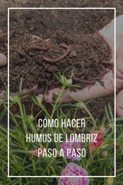 Cómo Hacer Humus De Lombriz Paso A Paso