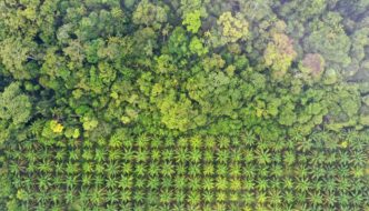 Deforestación por cultivos de palma