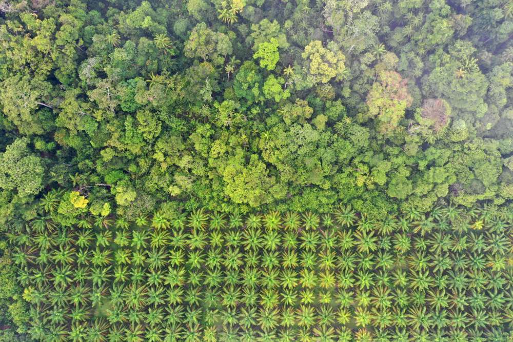 Indonesia planea el proyecto de deforestación más grande del mundo, en un área forestal del tamaño de Bélgica para cultivar caña de azúcar destinada a la producción de bioetanol y otros cultivos como arroz