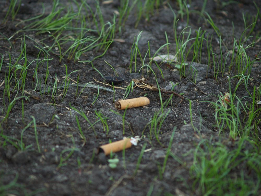 Las colillas de cigarrillos, enemigas de nuestras plantas