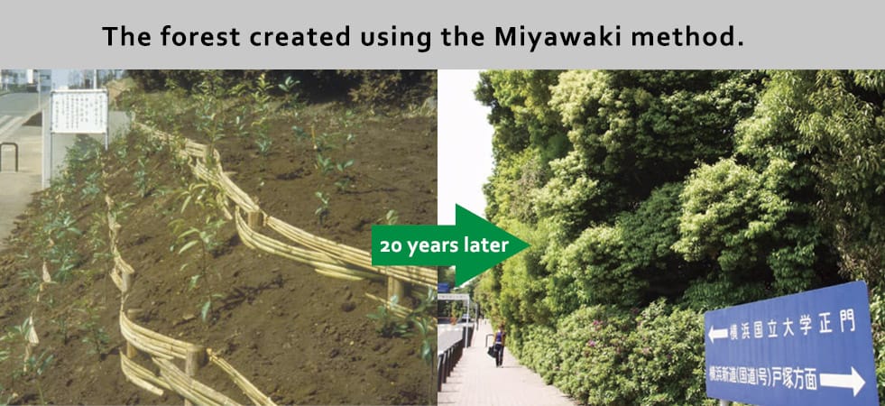 Método de reforestación Miyawaki, consigue que los árboles crezcan 10 veces más rápido