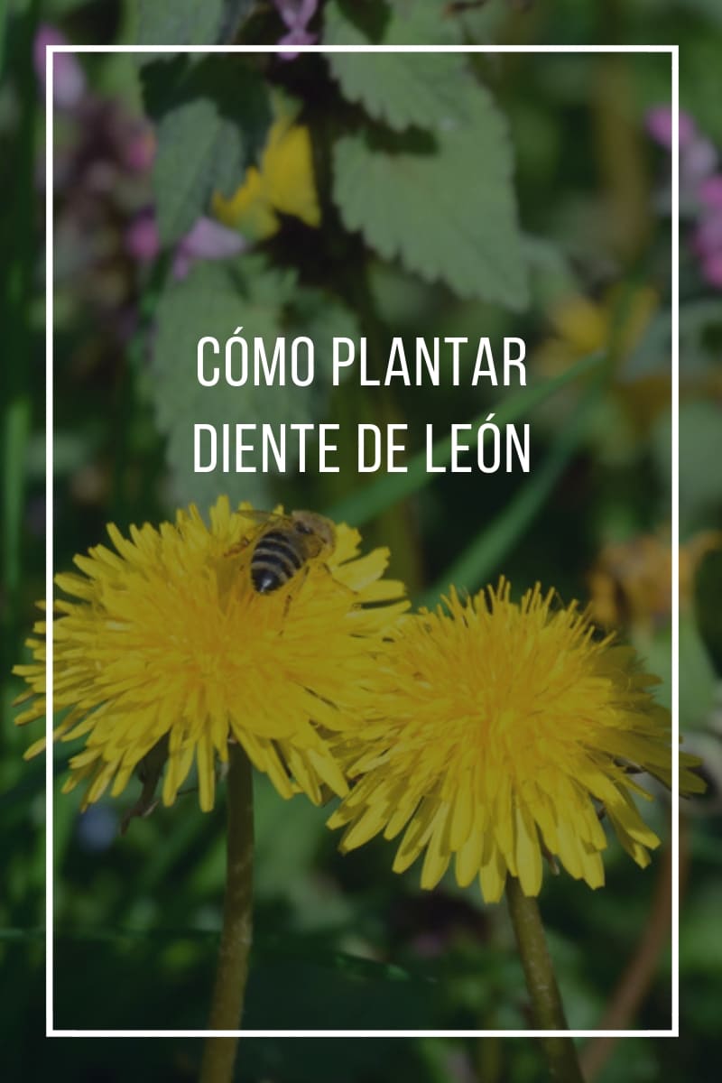 Cómo plantar Diente de León