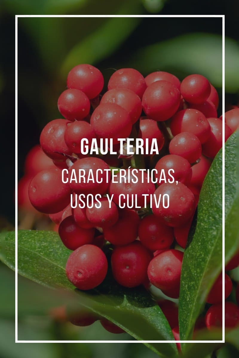 Gaulteria: características, usos y cultivo
