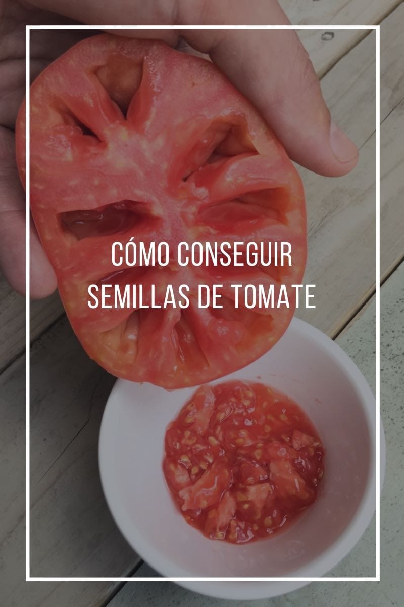 Cómo conseguir semillas de tomate