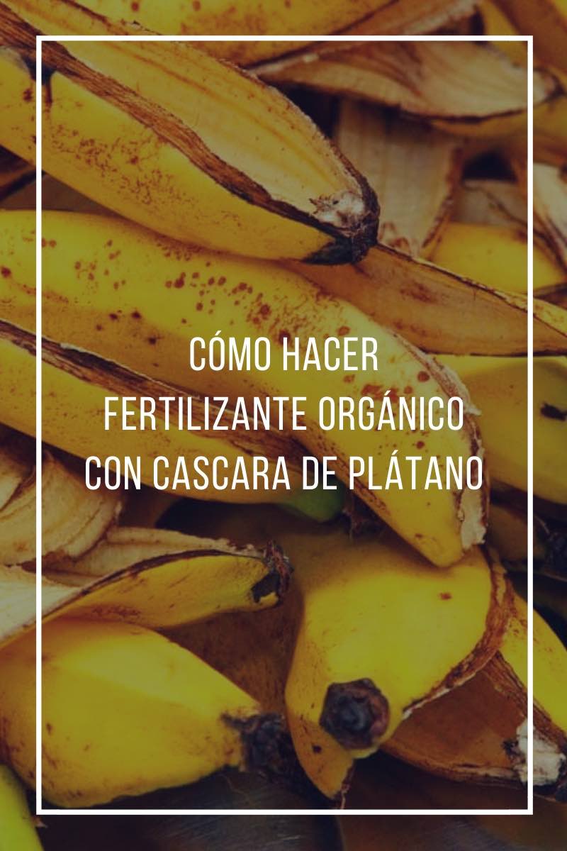 Cómo hacer fertilizante orgánico con cáscara de plátano o banana