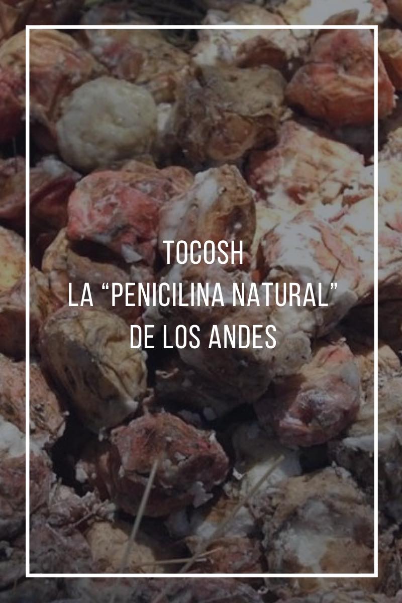 Tocosh, la “penicilina natural” de los Andes