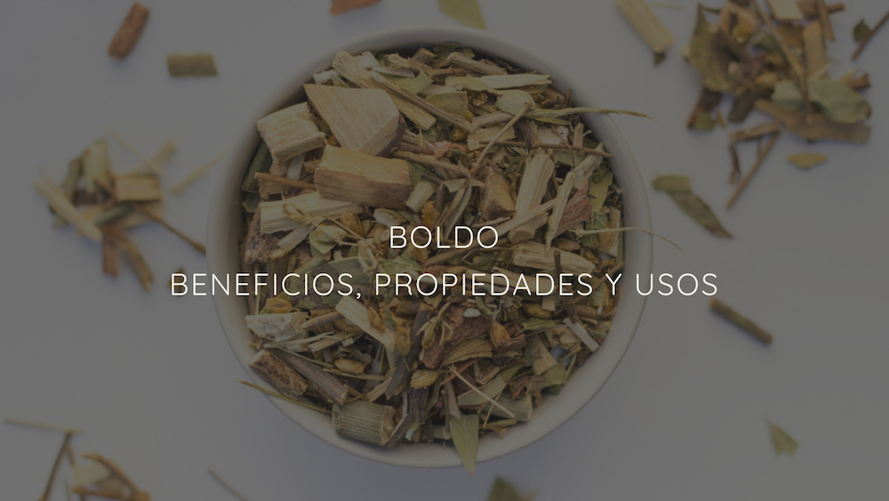 Boldo Beneficios Propiedades Y Usos