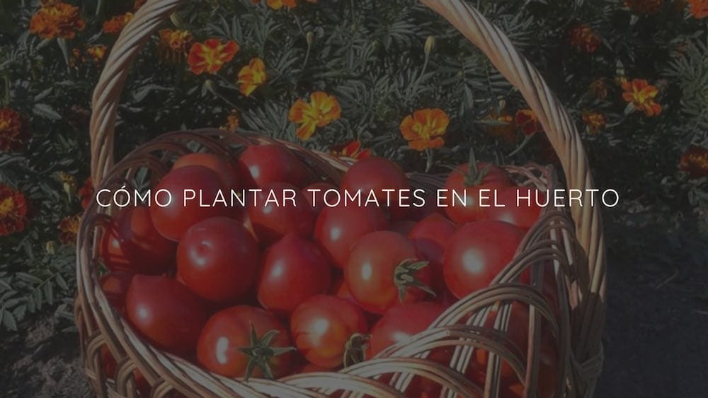 Cómo plantar tomates en el huerto