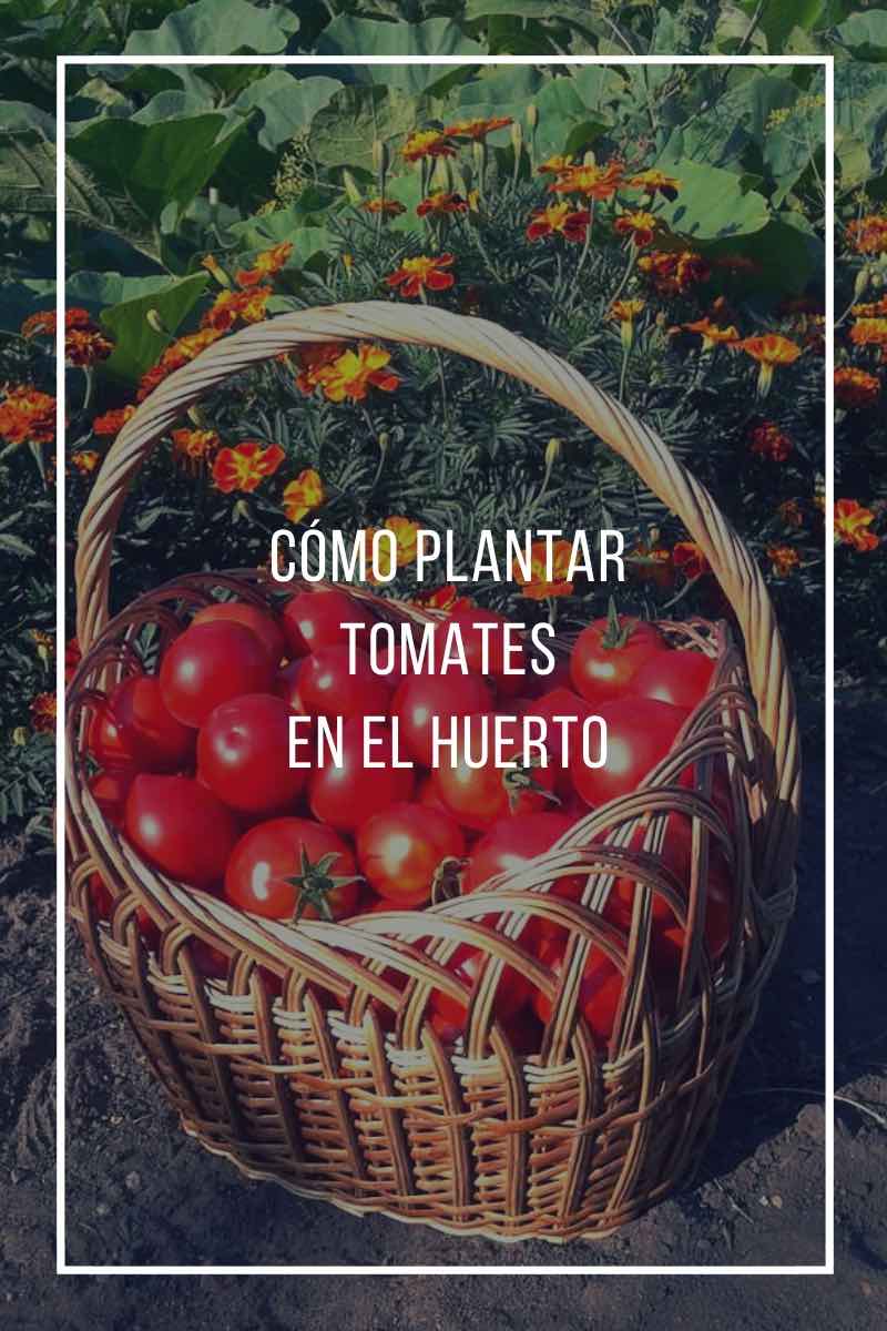 Cómo plantar tomates en el huerto