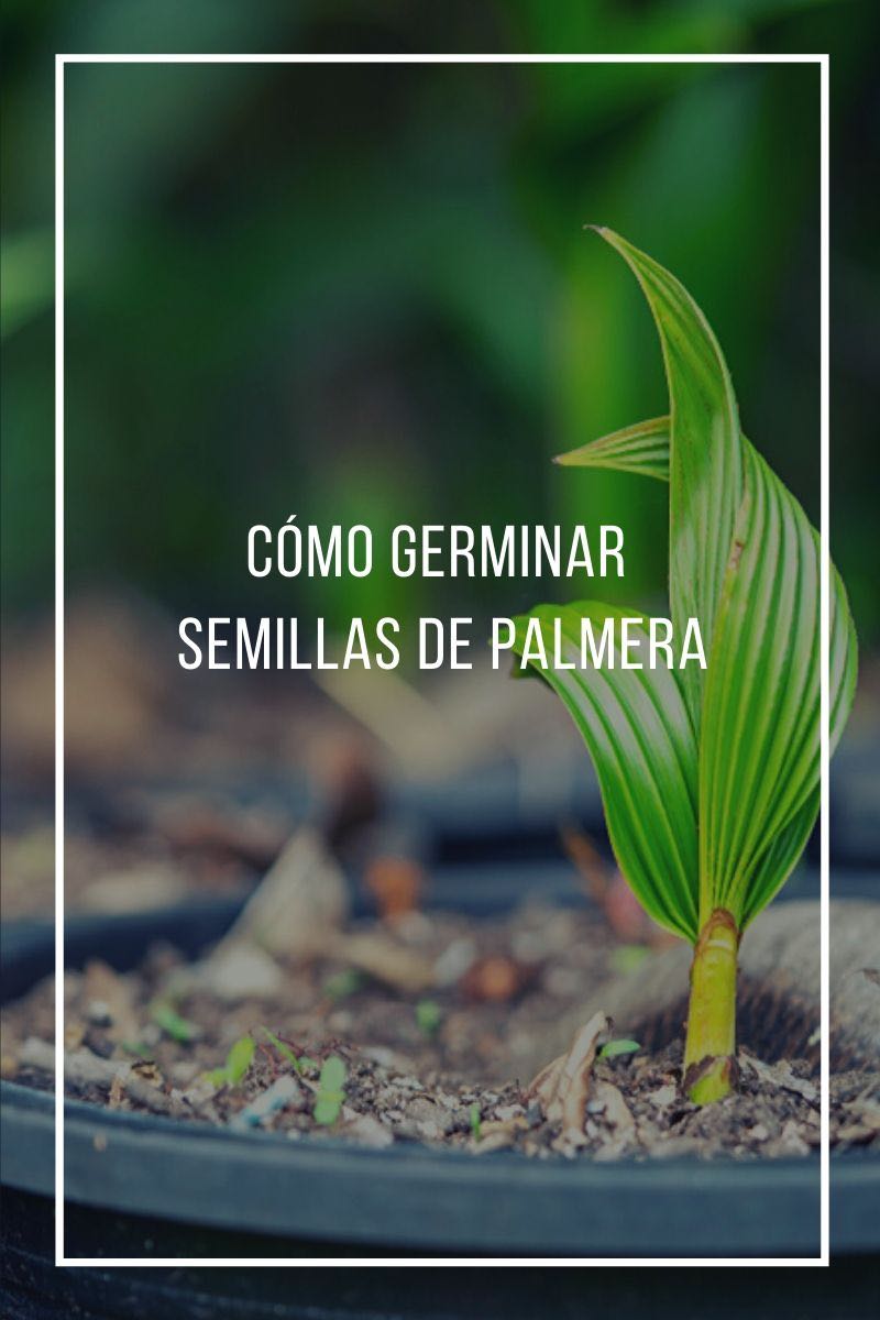 Cómo germinar semillas de palmera