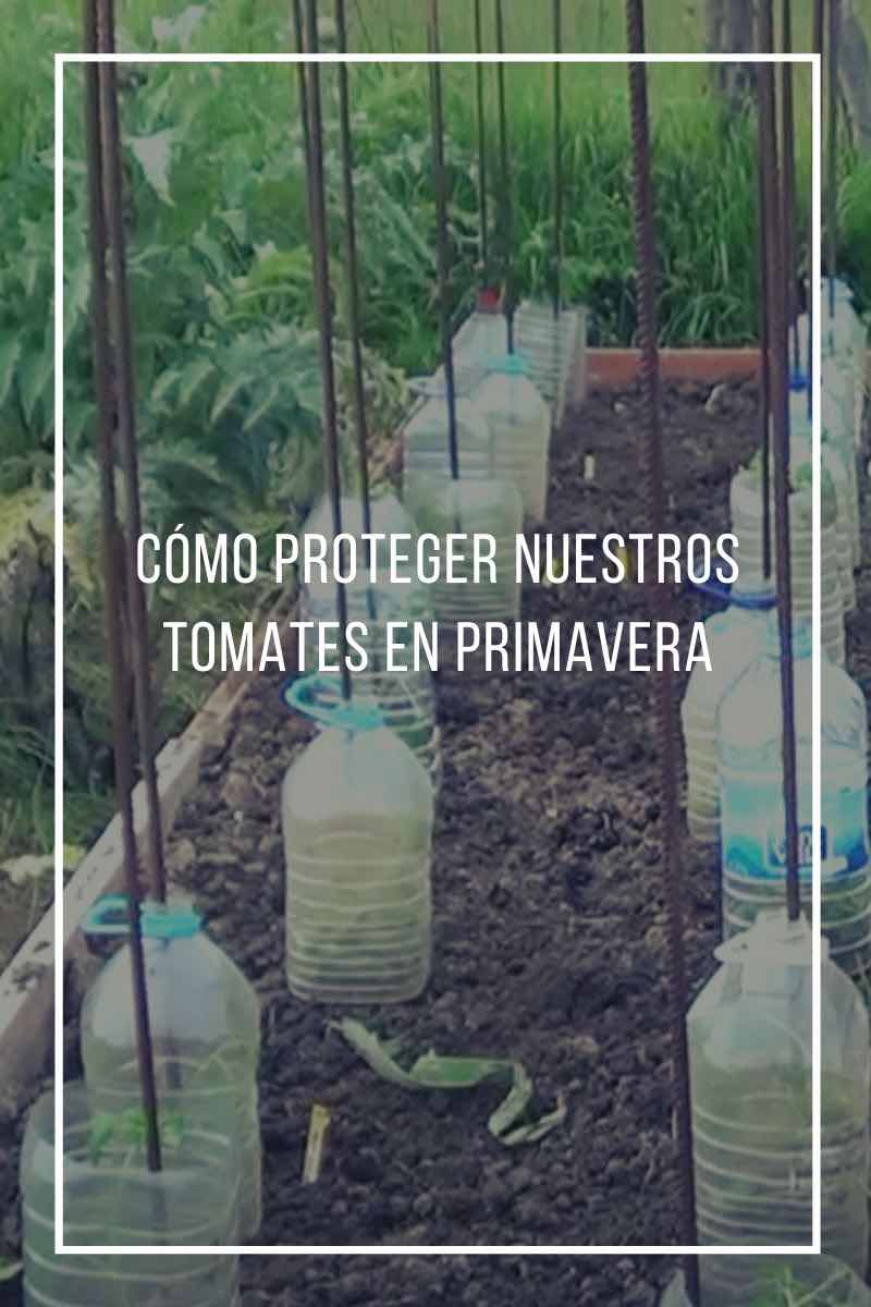 Cómo proteger nuestros tomates en primavera