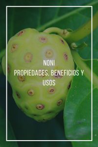 noni usos apreciado rbol verdoso teraputicas ecoinventos