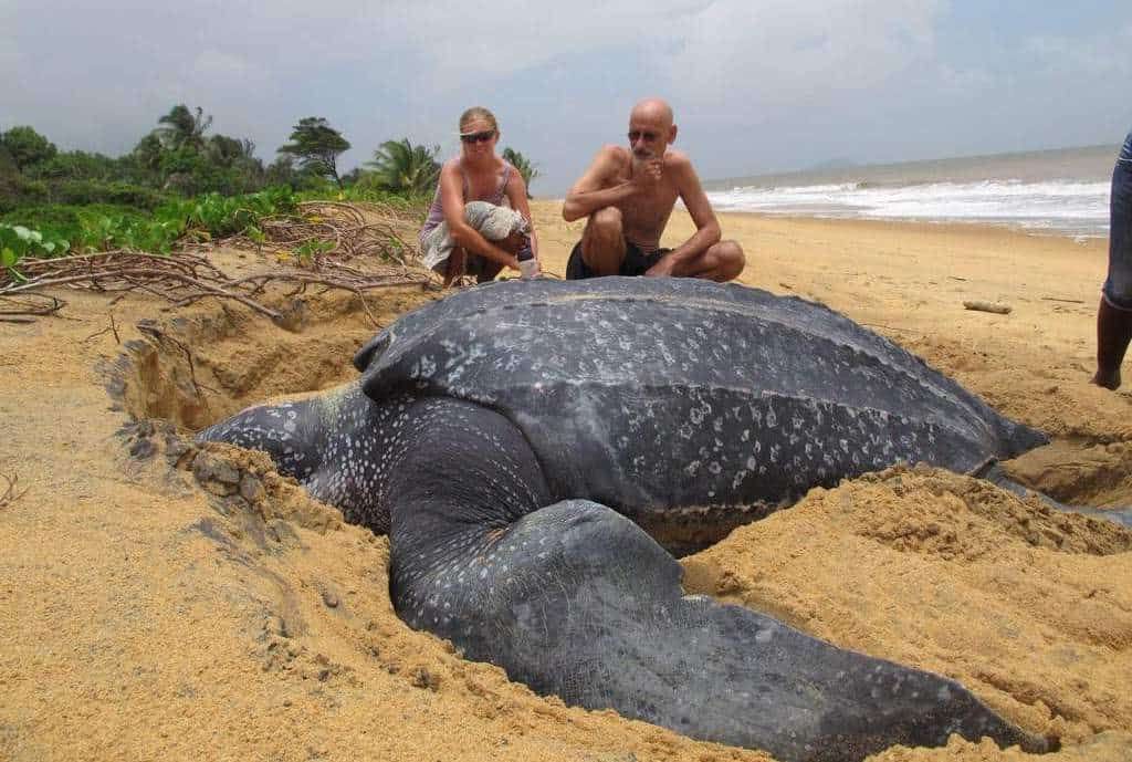 He aprendido Adivinar Imaginación La tortuga marina más grande del mundo emerge del mar y es asombrosa