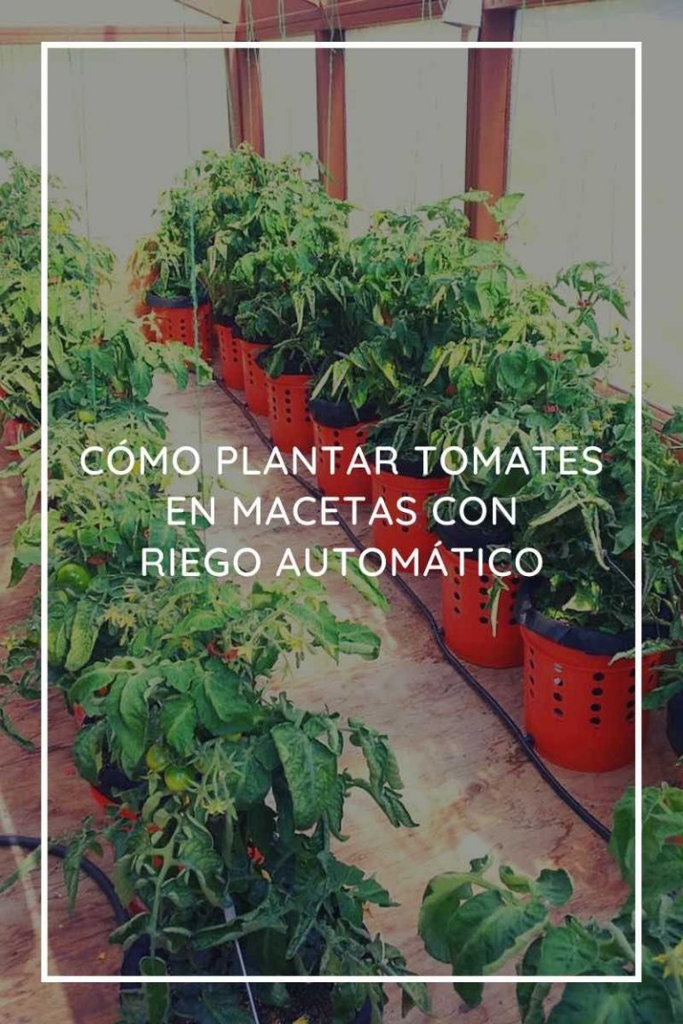 cómo plantar tomates en macetas con riego automático
