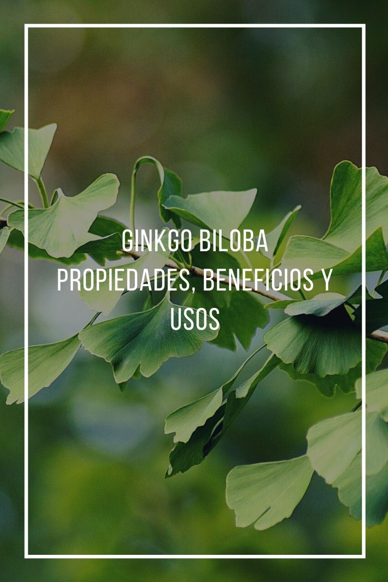 Propiedades, beneficios y usos del Ginkgo Biloba