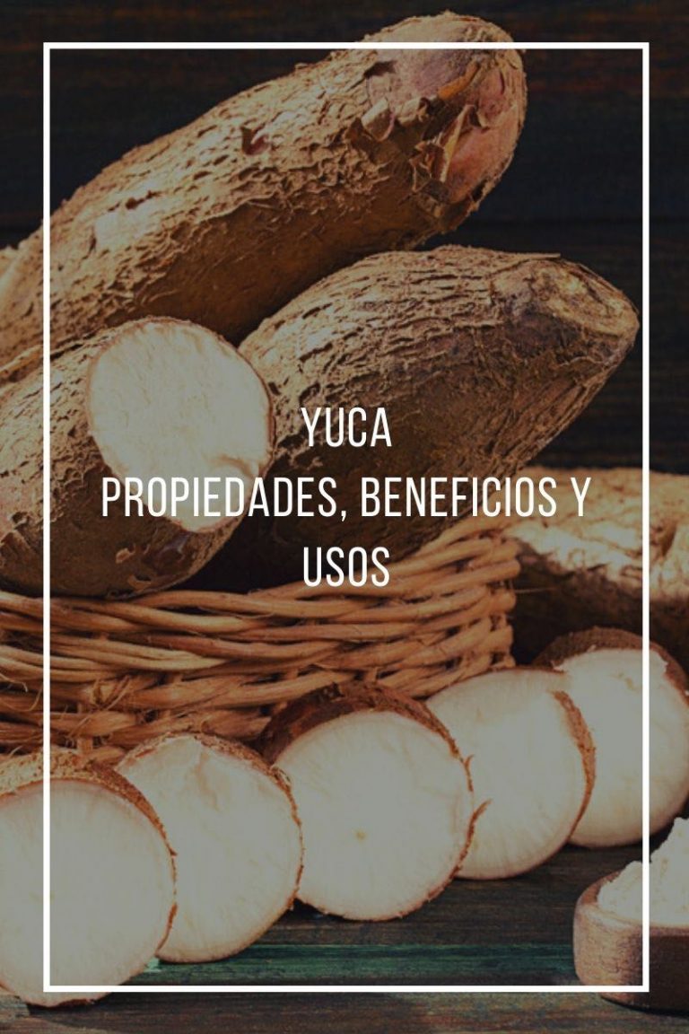 Propiedades, Beneficios Y Uso De La Yuca