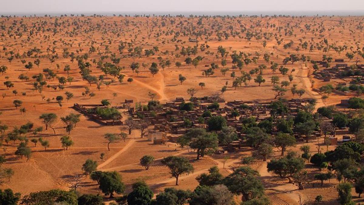 Científicos descubren un bosque de casi 2 millones de árboles en el  desierto del Sahara