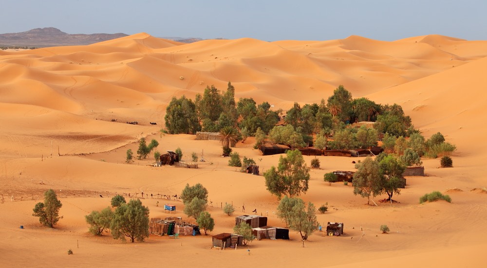 Científicos descubren un bosque de casi 2 millones de árboles en el desierto del Sahara