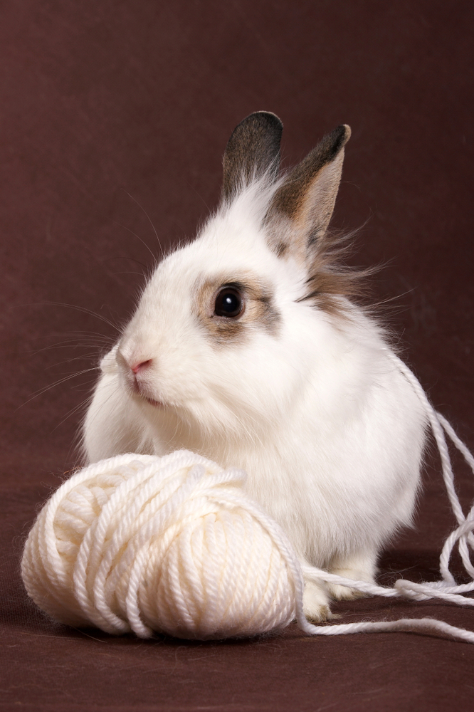 5 Juguetes caseros para conejos - ¡Fáciles y divertidos!