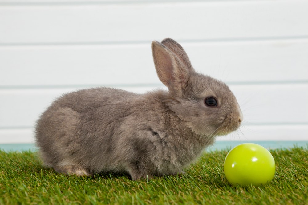 3 juguetes para conejos fáciles y sencillos que puedes hacer en casa