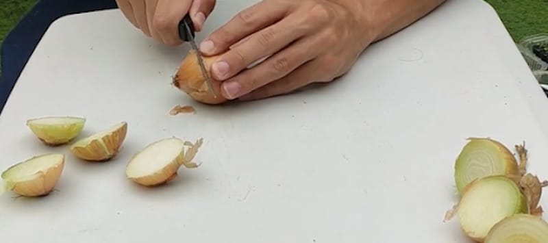 Cortar 2 la base de las cebollas