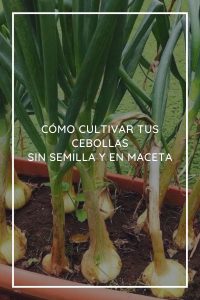 Cómo Cultivar Tus Cebollas Sin Semilla Y En Maceta