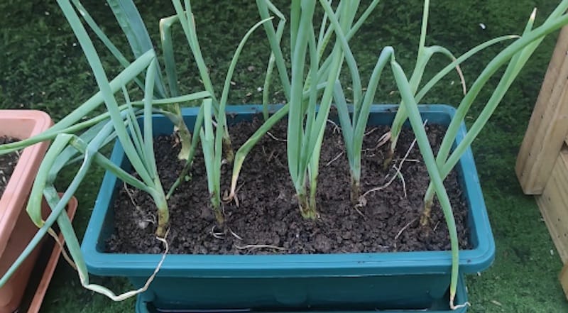 Cómo cultivar cebollas sin semilla y en maceta