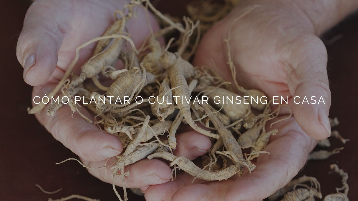 Como-cultivar-ginseng