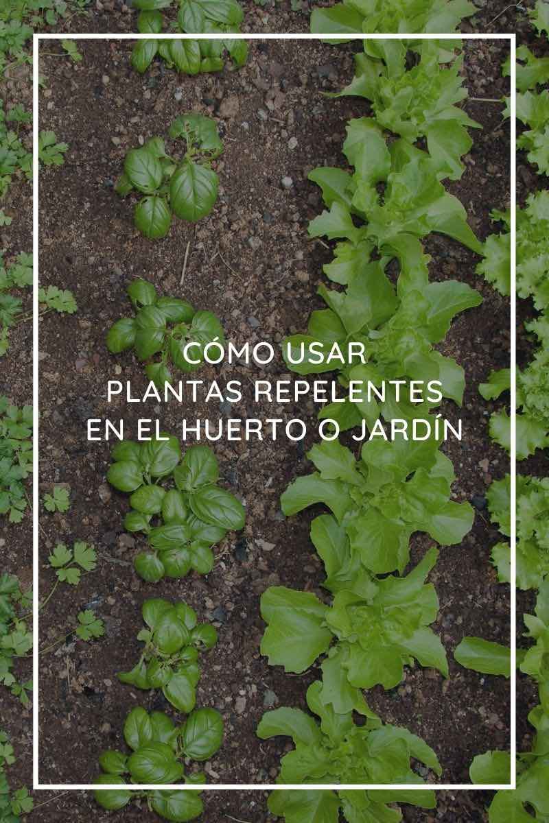 Cómo usar plantas repelentes en el huerto o jardín