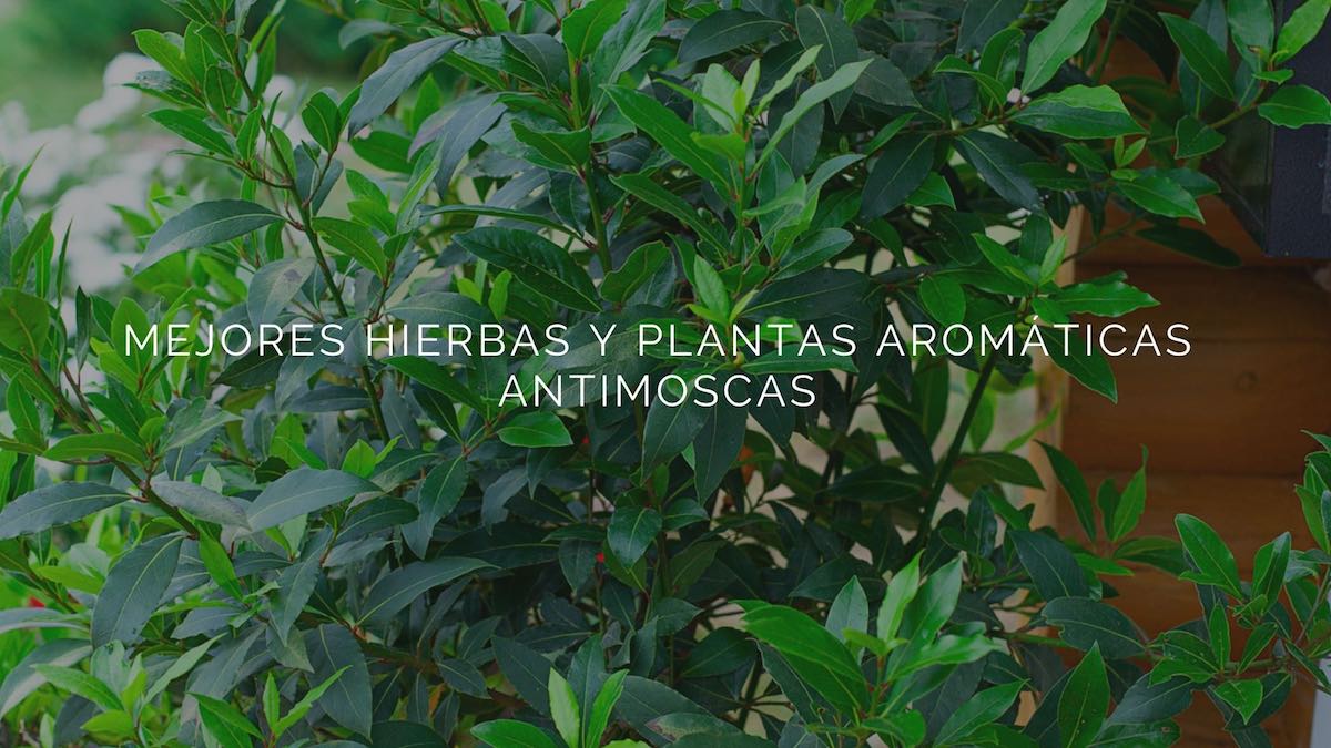 Mejores hierbas y plantas aromáticas antimoscas