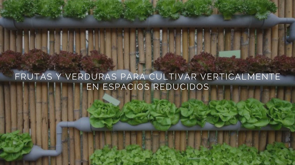 Jardines Verticales: la opción ideal para tener un jardín en espacios  reducidos - Jardín de la Costa