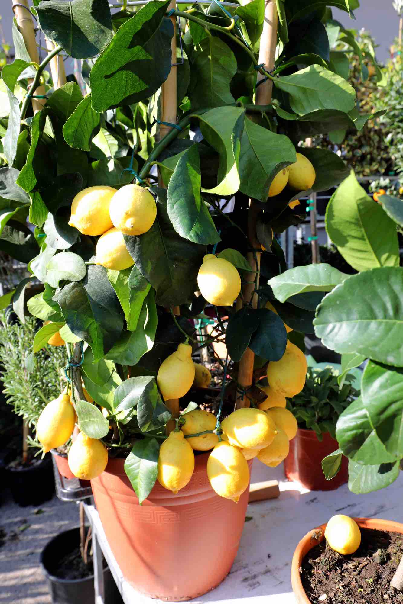 8 árboles frutales enanos ideales para jardines pequeños
