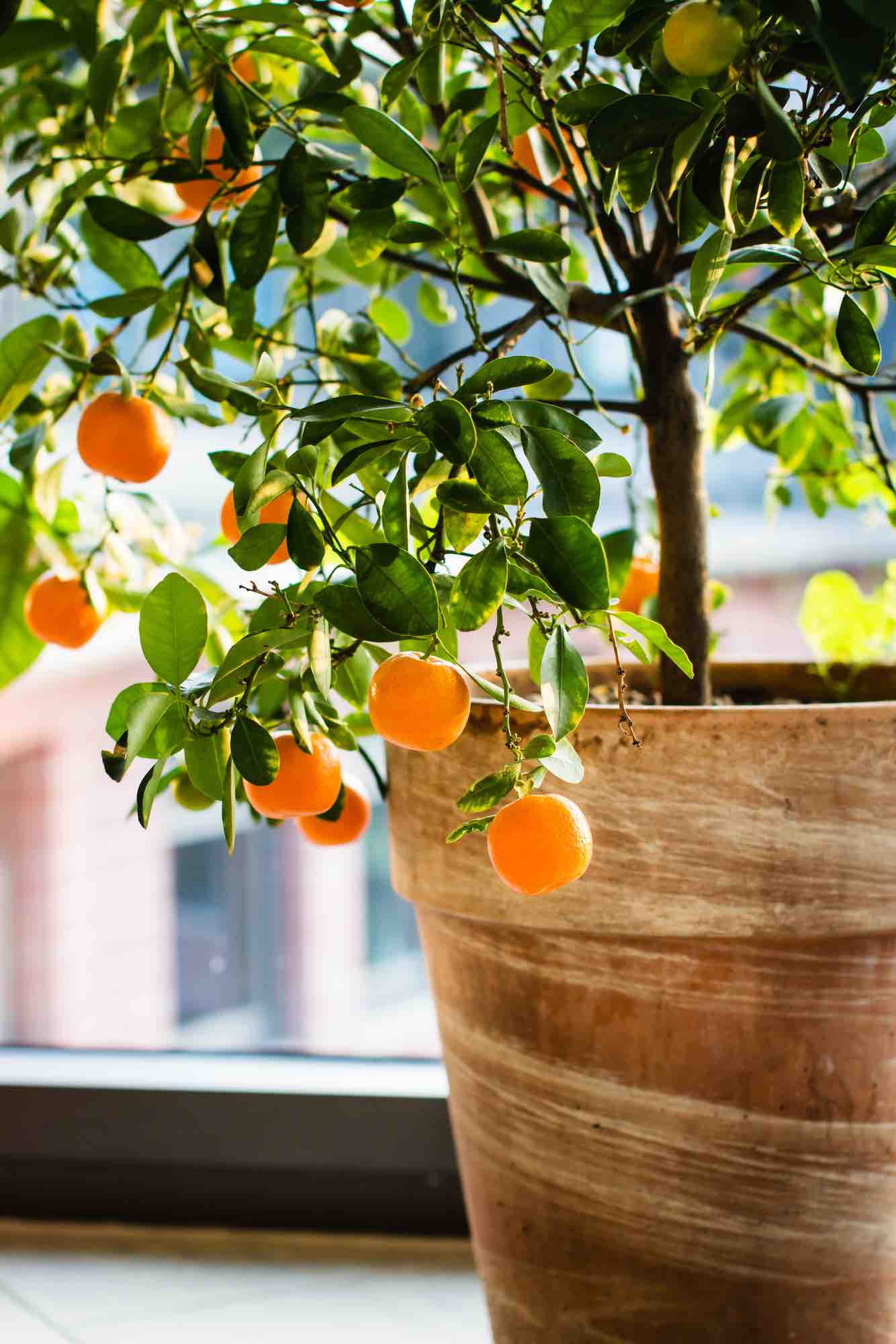 8 árboles frutales enanos ideales para jardines pequeños