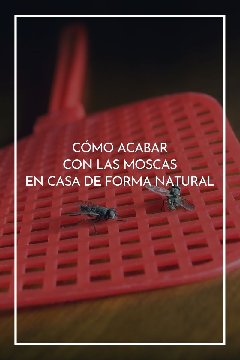 Cómo acabar con las moscas en casa de forma natural y segura