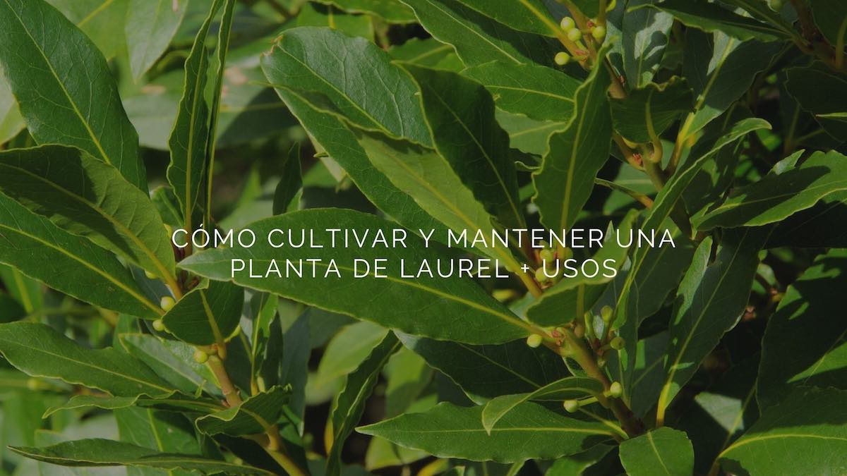 Como-cultivar-planta-laurel-1