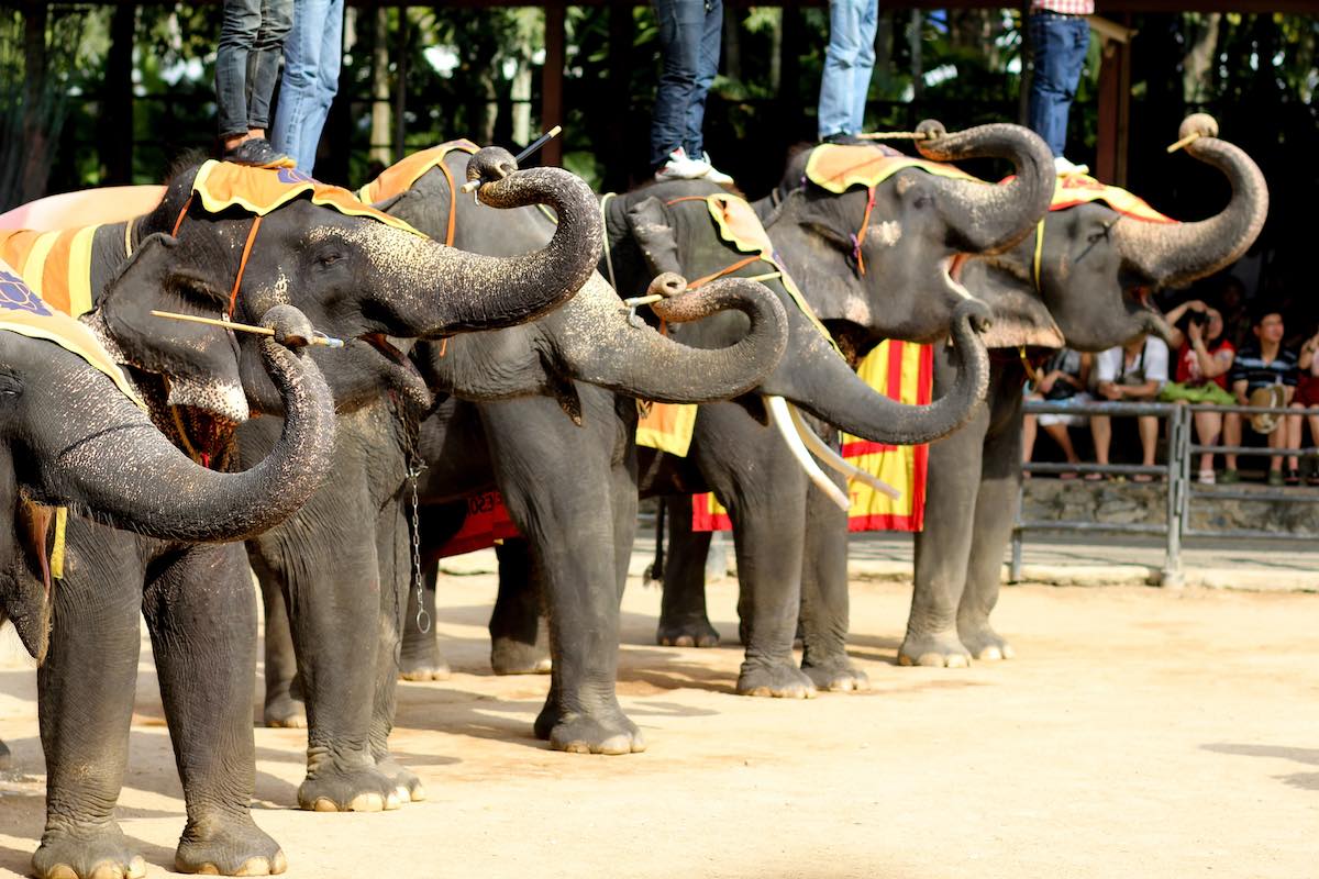 Elefante-circo