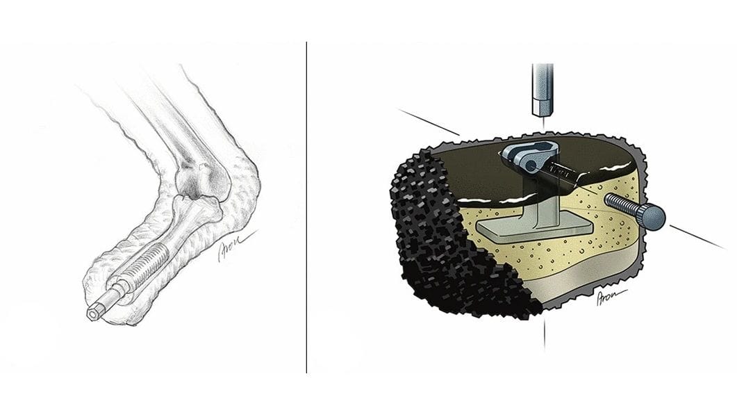 Detalle del implante en la pata del Buitre