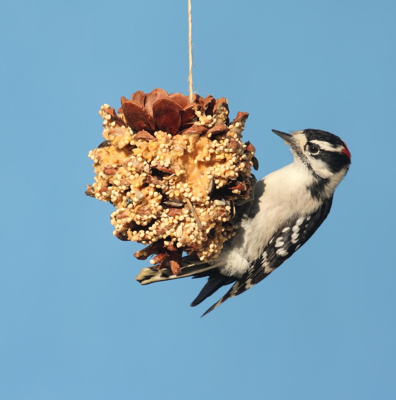 Conos de pino: Comedero para pájaros con mantequilla de maní