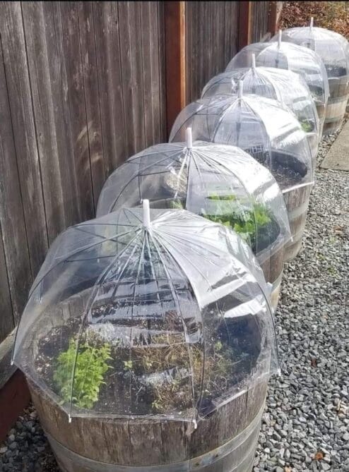 Cómo usar los paraguas transparentes para un invernadero casero
