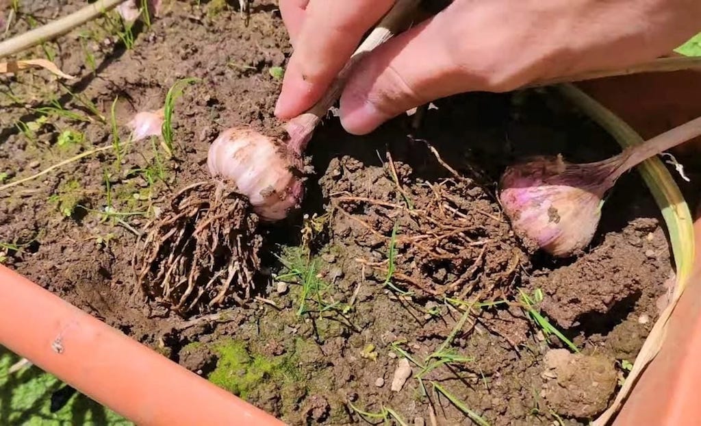 cultivar tus ajos en maceta