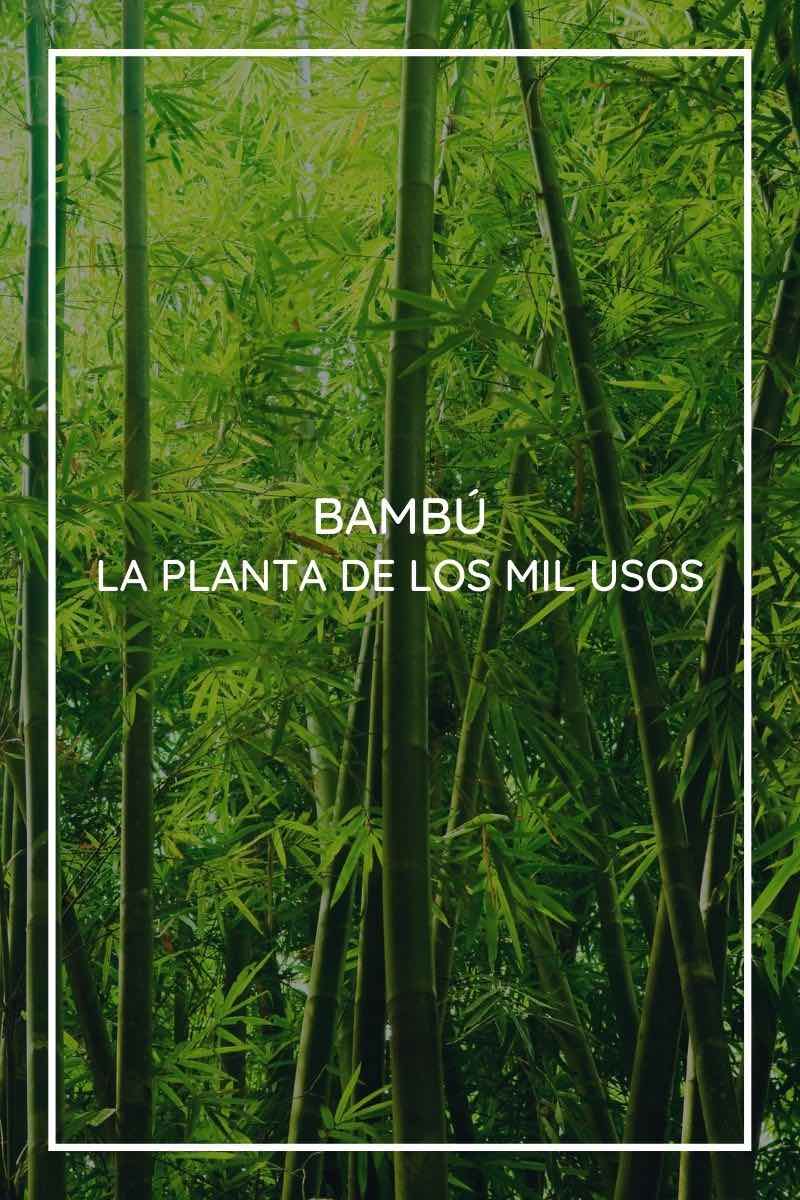 Bambú, todo lo que debes saber de la planta de los mil usos