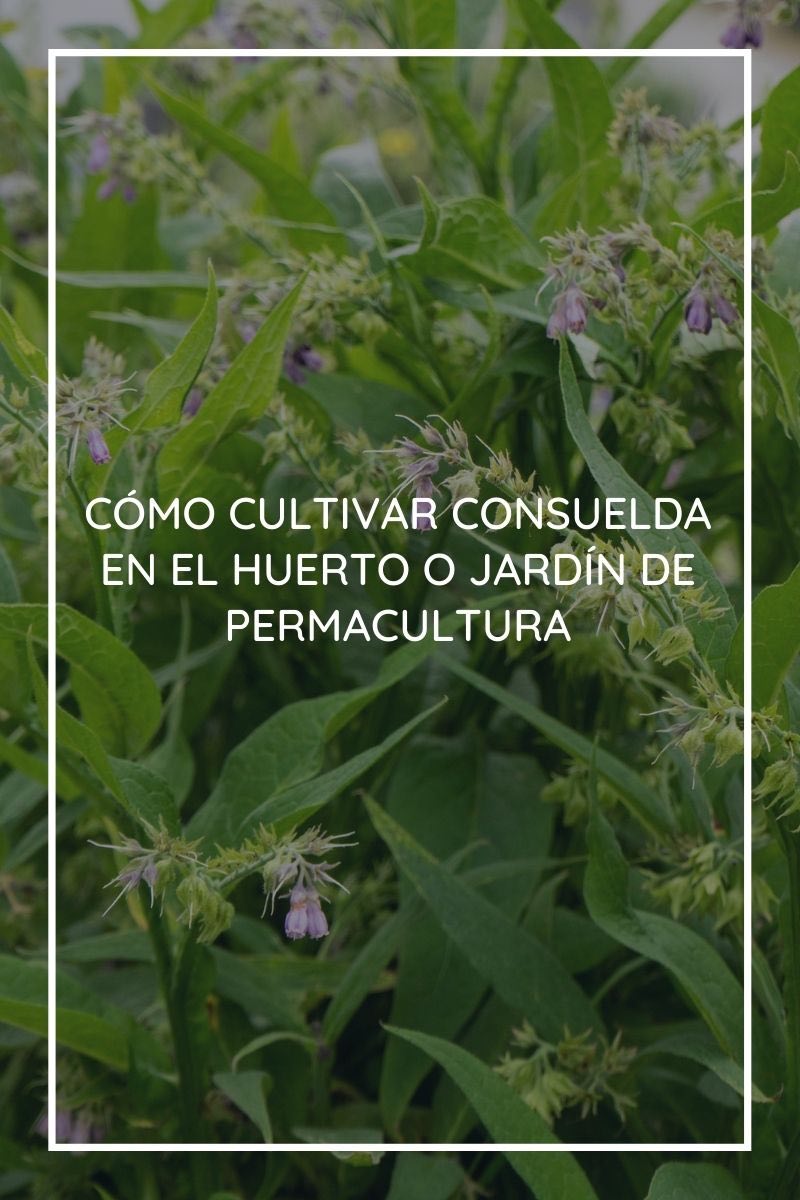 Cómo cultivar consuelda en el huerto o jardín de permacultura