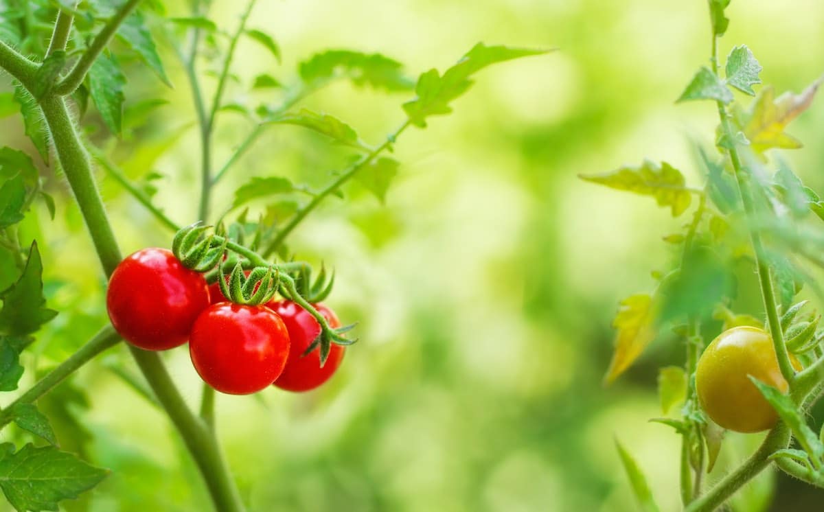 Cómo plantar tomates cherry orgánicos caseros todo el año