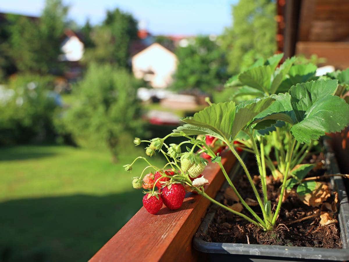 Cómo cultivar tus propios alimentos si no tienes un patio o un terreno