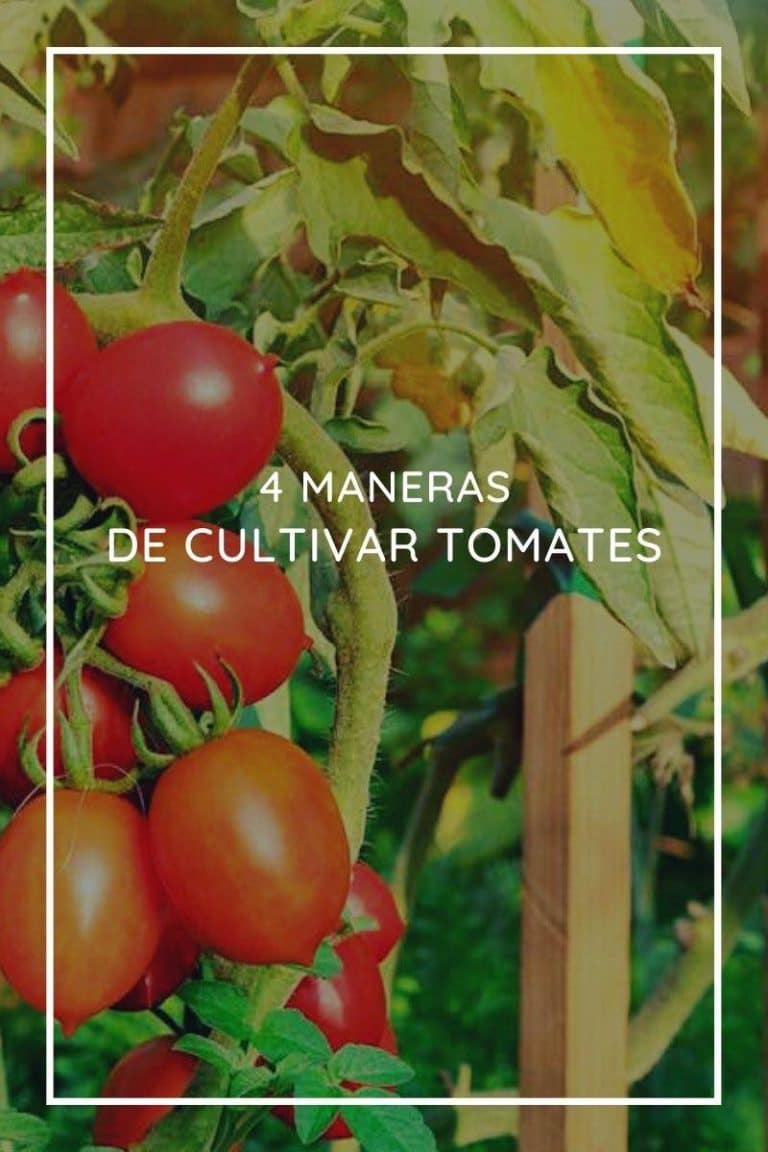 Maneras De Cultivar Tomates